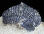 Bargain, Gerastos Trilobite Fossil - Morocco #57618-1